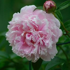 Bundle - will offer discount!